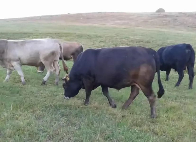 Gökçek Hayvancılık